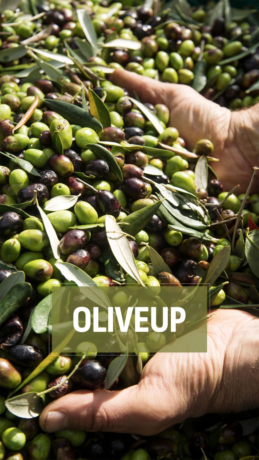 olive2