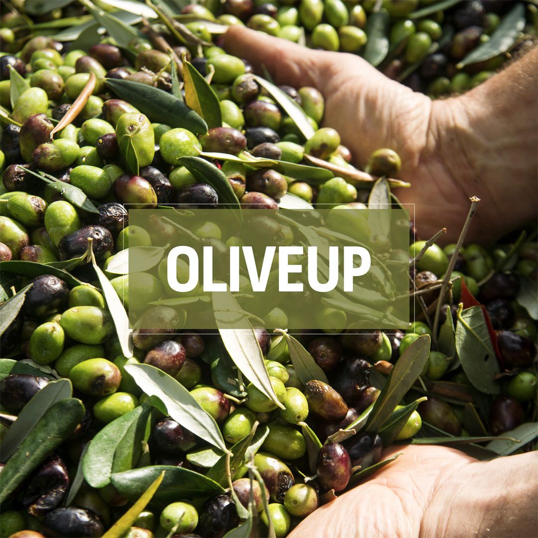 olive21